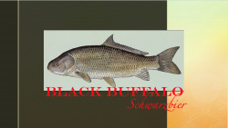 Black Buffalo Schwarzbier