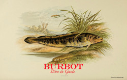 Burbot Biére de Garde