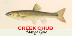 Creek Chub Mango Gose 🥈