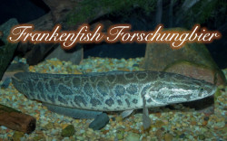 Frankenfish Forschungbier - Briess Victory Malt Lager