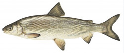 Fera du Leman Alsatian Pilsner