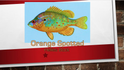 Orangespotted Helles Bock