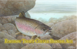 Rainbow Trout Coffee Blonde