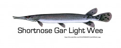Shortnose Gar Light Wee